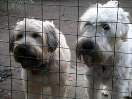 Jimmy and Rufus looking through the fence 11-2004